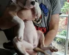 American Bulldog