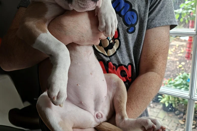 American Bulldog