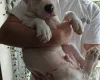American Bulldog