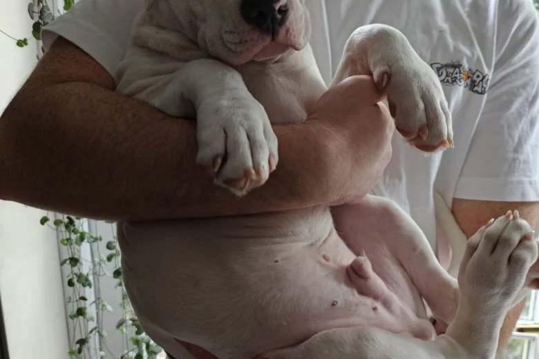 American Bulldog