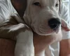 American Bulldog