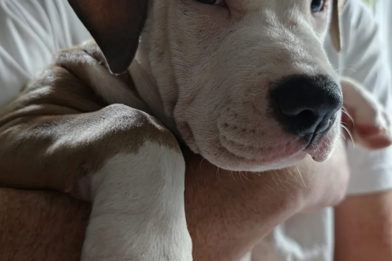 American Bulldog