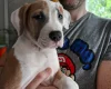 American Bulldog