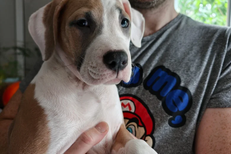 American Bulldog