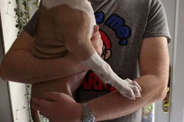 American Bulldog