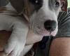 American Bulldog
