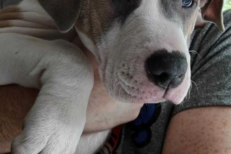 American Bulldog
