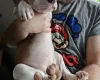 American Bulldog