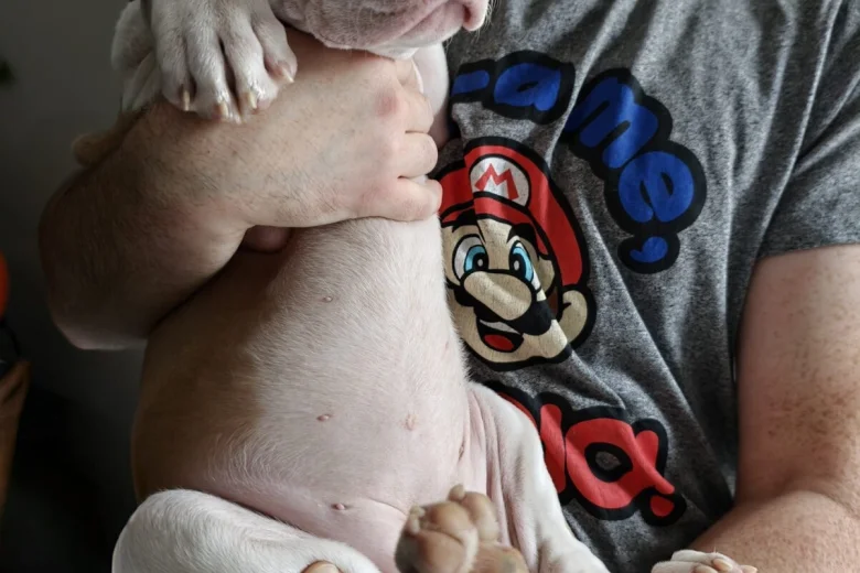 American Bulldog