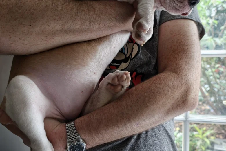 American Bulldog