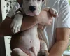 American Bulldog