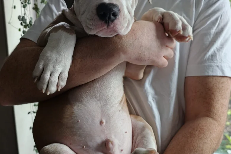 American Bulldog