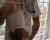 American Bulldog