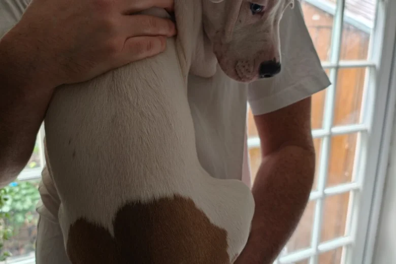 American Bulldog