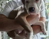 American Bulldog