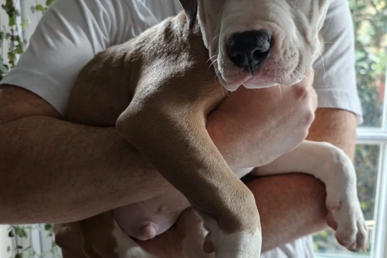 American Bulldog