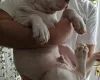 American Bulldog