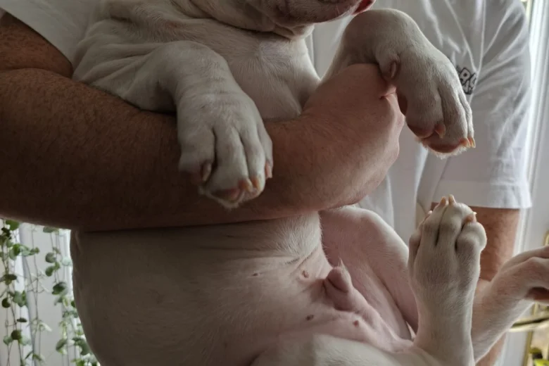 American Bulldog