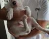 American Bulldog