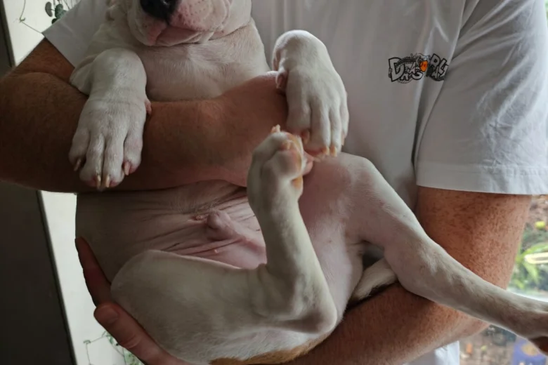 American Bulldog