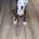 American Bulldog