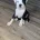 American Bulldog