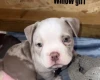 Mixed Breed