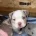 American Bulldog