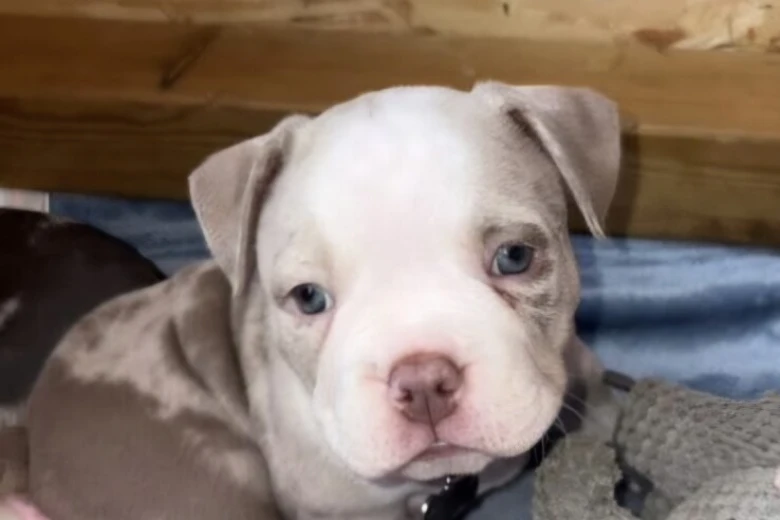 Mixed Breed