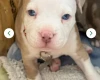 Mixed Breed