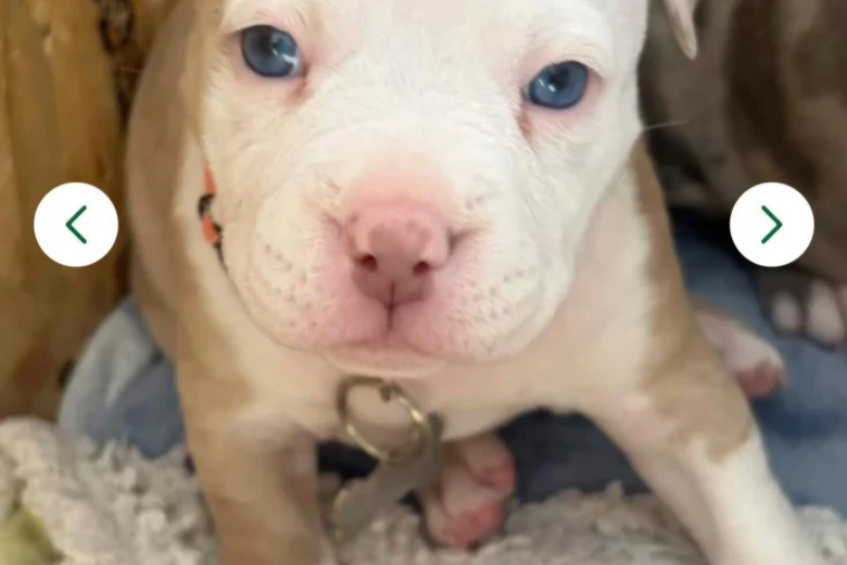 Mixed Breed