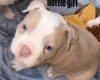 Mixed Breed