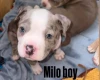 Mixed Breed