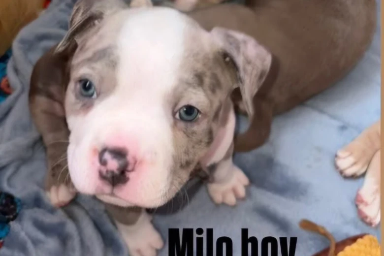 Mixed Breed