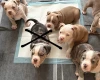Mixed Breed