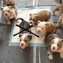 American Bulldog