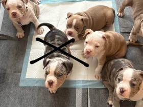 American Bulldog