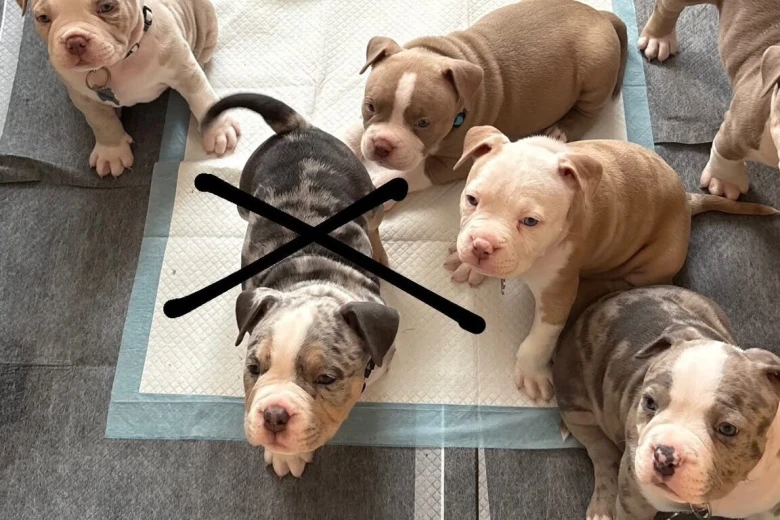 Mixed Breed