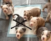 Mixed Breed