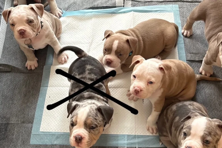 Mixed Breed