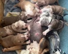 Mixed Breed