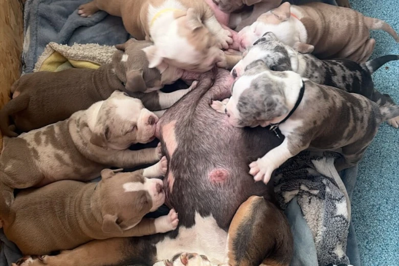 Mixed Breed