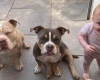 Mixed Breed