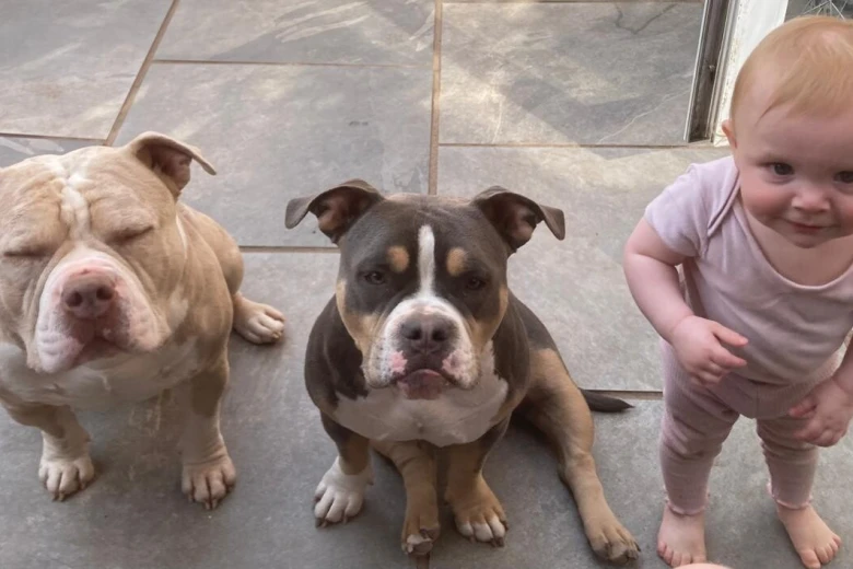 Mixed Breed