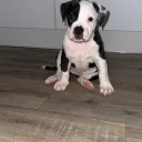 American Bulldog