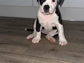 American Bulldog