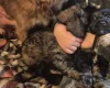 American Cocker Spaniel