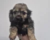 American Cocker Spaniel