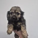 American Cocker Spaniel