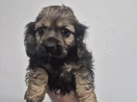 American Cocker Spaniel